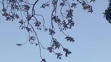 晴朗天空一只小鸟从高高的树丛中一闪而过视频的预览图